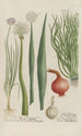 Phytanthoza iconographia Pl072 - Johann Wilhelm Weinmann — artwork view
