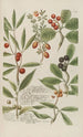 Phytanthoza iconographia Pl073 - Johann Wilhelm Weinmann — artwork view