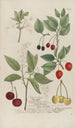 Phytanthoza iconographia Pl074 - Johann Wilhelm Weinmann — artwork view