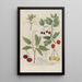 Phytanthoza iconographia Pl074 - Johann Wilhelm Weinmann — framed artwork on a wall