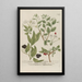 Phytanthoza iconographia Pl075 - Johann Wilhelm Weinmann — framed artwork on a wall