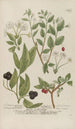 Phytanthoza iconographia Pl075 - Johann Wilhelm Weinmann — artwork view