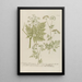 Phytanthoza iconographia Pl076 - Johann Wilhelm Weinmann — framed artwork on a wall