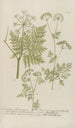 Phytanthoza iconographia Pl076 - Johann Wilhelm Weinmann — artwork view