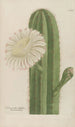 Phytanthoza iconographia Pl078 - Johann Wilhelm Weinmann — artwork view