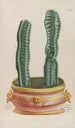 Phytanthoza iconographia Pl079 - Johann Wilhelm Weinmann — artwork view
