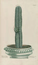 Phytanthoza iconographia Pl080 - Johann Wilhelm Weinmann — artwork view