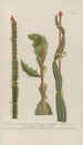 Phytanthoza iconographia Pl081 - Johann Wilhelm Weinmann — artwork view