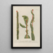 Phytanthoza iconographia Pl081 - Johann Wilhelm Weinmann — framed artwork on a wall