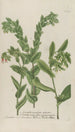 Phytanthoza iconographia Pl082 - Johann Wilhelm Weinmann — artwork view