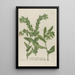 Phytanthoza iconographia Pl082 - Johann Wilhelm Weinmann — framed artwork on a wall
