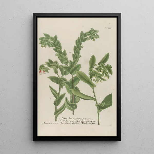 Phytanthoza iconographia Pl082 - Johann Wilhelm Weinmann — framed artwork on a wall