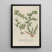 Phytanthoza iconographia Pl083 - Johann Wilhelm Weinmann — framed artwork on a wall