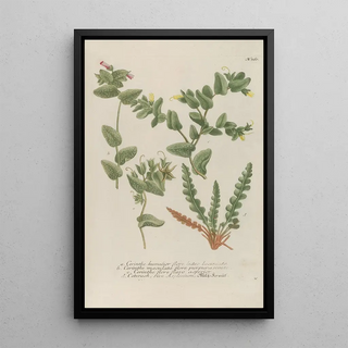 Johann Wilhelm Weinmann - Phytanthoza iconographia Pl083.webp