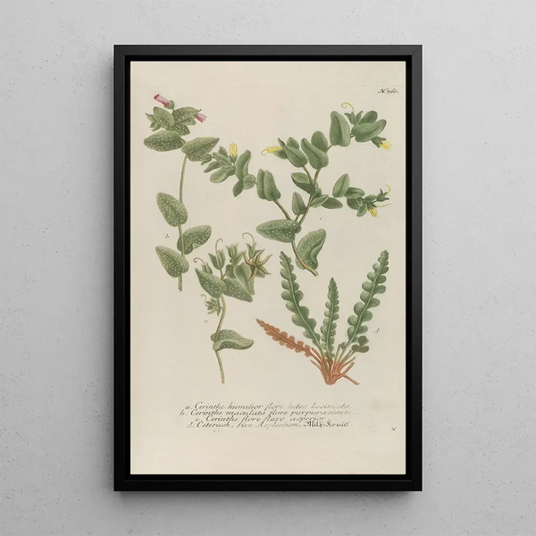 Phytanthoza iconographia Pl083 - Johann Wilhelm Weinmann — framed artwork on a wall