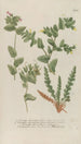 Phytanthoza iconographia Pl083 - Johann Wilhelm Weinmann — artwork view