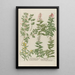 Phytanthoza iconographia Pl084 - Johann Wilhelm Weinmann — framed artwork on a wall