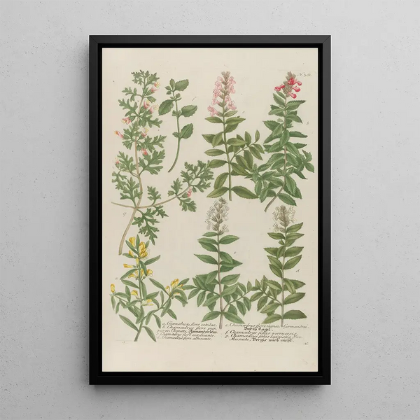 Phytanthoza iconographia Pl084 - Johann Wilhelm Weinmann — framed artwork on a wall