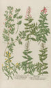 Phytanthoza iconographia Pl084 - Johann Wilhelm Weinmann — artwork view
