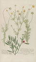 Phytanthoza iconographia Pl085 - Johann Wilhelm Weinmann — artwork view
