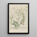 Phytanthoza iconographia Pl085 - Johann Wilhelm Weinmann — framed artwork on a wall