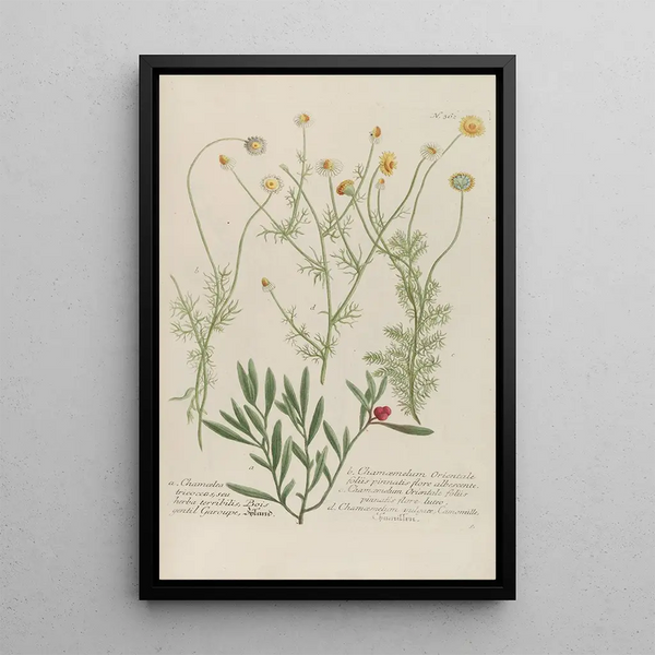 Phytanthoza iconographia Pl085 - Johann Wilhelm Weinmann — framed artwork on a wall
