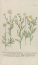 Phytanthoza iconographia Pl086 - Johann Wilhelm Weinmann — artwork view