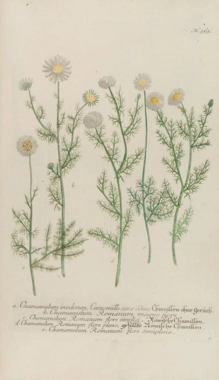 Johann Wilhelm Weinmann - Phytanthoza iconographia Pl086.webp