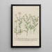 Phytanthoza iconographia Pl086 - Johann Wilhelm Weinmann — framed artwork on a wall