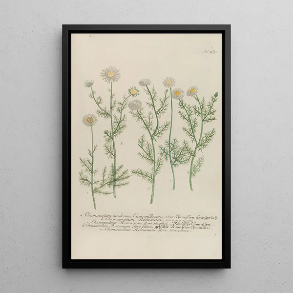 Phytanthoza iconographia Pl086 - Johann Wilhelm Weinmann — framed artwork on a wall