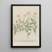 Phytanthoza iconographia Pl087 - Johann Wilhelm Weinmann — framed artwork on a wall