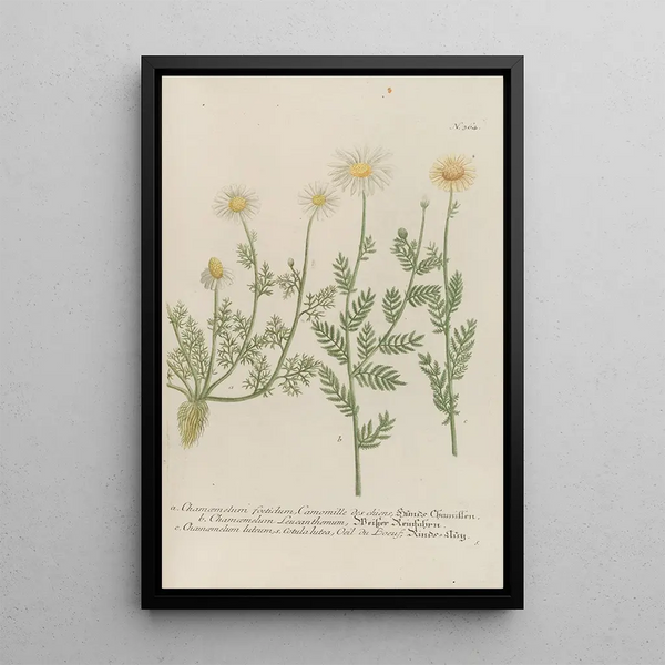 Phytanthoza iconographia Pl087 - Johann Wilhelm Weinmann — framed artwork on a wall