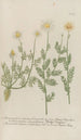 Phytanthoza iconographia Pl087 - Johann Wilhelm Weinmann — artwork view