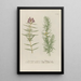Phytanthoza iconographia Pl088 - Johann Wilhelm Weinmann — framed artwork on a wall