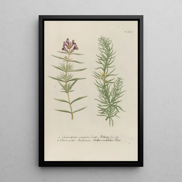 Phytanthoza iconographia Pl088 - Johann Wilhelm Weinmann — framed artwork on a wall