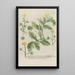 Phytanthoza iconographia Pl089 - Johann Wilhelm Weinmann — framed artwork on a wall