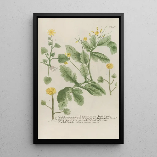 Phytanthoza iconographia Pl089 - Johann Wilhelm Weinmann — framed artwork on a wall