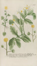 Phytanthoza iconographia Pl089 - Johann Wilhelm Weinmann — artwork view