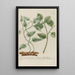 Phytanthoza iconographia Pl090 - Johann Wilhelm Weinmann — framed artwork on a wall