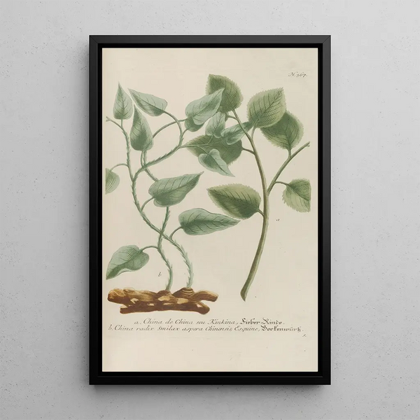 Phytanthoza iconographia Pl090 - Johann Wilhelm Weinmann — framed artwork on a wall