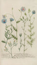 Phytanthoza iconographia Pl091 - Johann Wilhelm Weinmann — artwork view