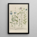 Phytanthoza iconographia Pl091 - Johann Wilhelm Weinmann — framed artwork on a wall