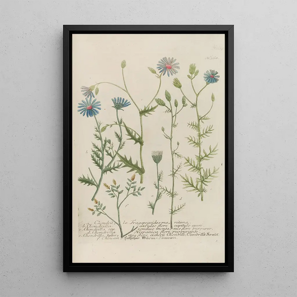 Phytanthoza iconographia Pl091 - Johann Wilhelm Weinmann — framed artwork on a wall