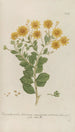 Phytanthoza iconographia Pl092 - Johann Wilhelm Weinmann — artwork view