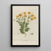 Phytanthoza iconographia Pl092 - Johann Wilhelm Weinmann — framed artwork on a wall