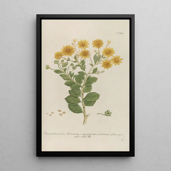 Phytanthoza iconographia Pl092 - Johann Wilhelm Weinmann — framed artwork on a wall