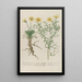 Phytanthoza iconographia Pl093 - Johann Wilhelm Weinmann — framed artwork on a wall