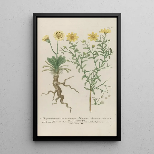 Phytanthoza iconographia Pl093 - Johann Wilhelm Weinmann — framed artwork on a wall