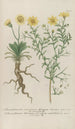 Phytanthoza iconographia Pl093 - Johann Wilhelm Weinmann — artwork view