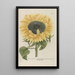 Phytanthoza iconographia Pl094 - Johann Wilhelm Weinmann — framed artwork on a wall